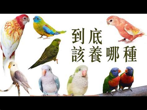 養什麼鳥好|新手養鳥指南 挑選及準備要點 – 寵物百科